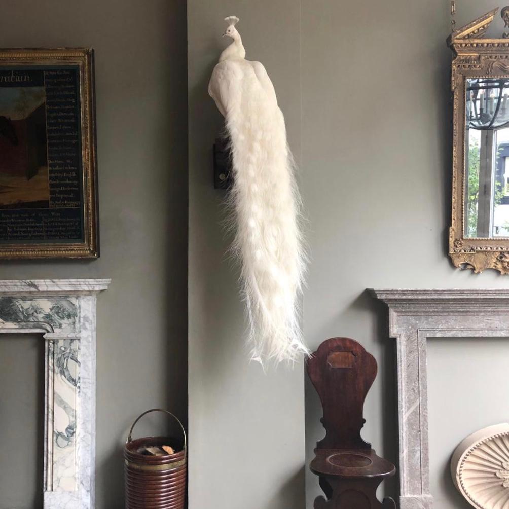 New works of Taxidermy Art have arrived in the Jamb London showroom.